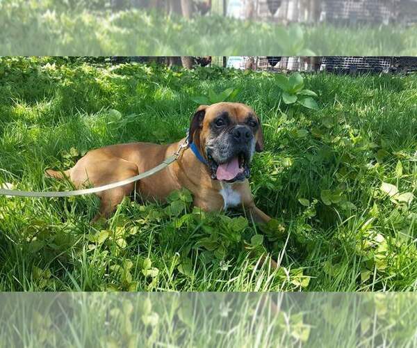 Medium Photo #1  Breeder Profile in LIVINGSTON, TN, USA