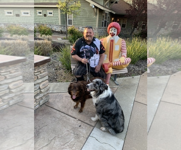 Medium Photo #67  Breeder Profile in SUNNYVALE, CA, USA