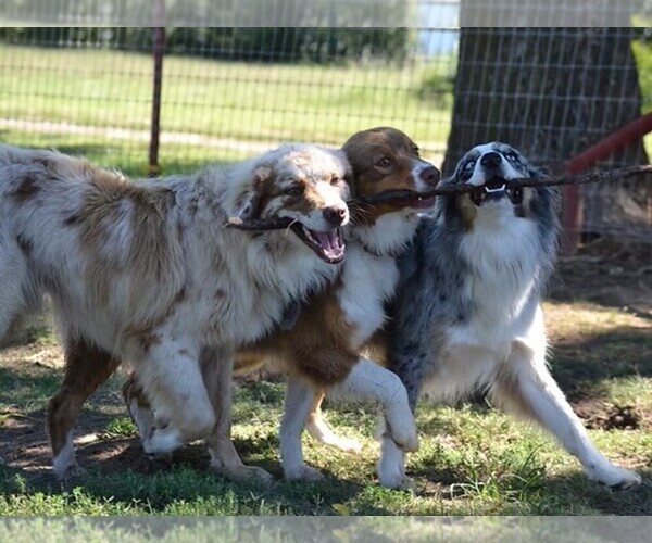 Medium Photo #1  Breeder Profile in KANSAS, OK, USA