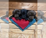 Small Photo #4  Breeder Profile in DOWNING, WI, USA