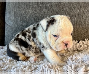 Bulldog Dog Breeder near HINTON, IA, USA