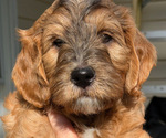 Small #8 Breeder Profile image