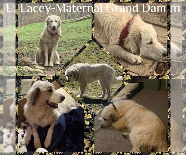 Medium Photo #3  Breeder Profile in ELK PARK, NC, USA