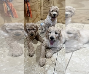 Double Doodle Dog Breeder near MICHIGAN CITY, IN, USA