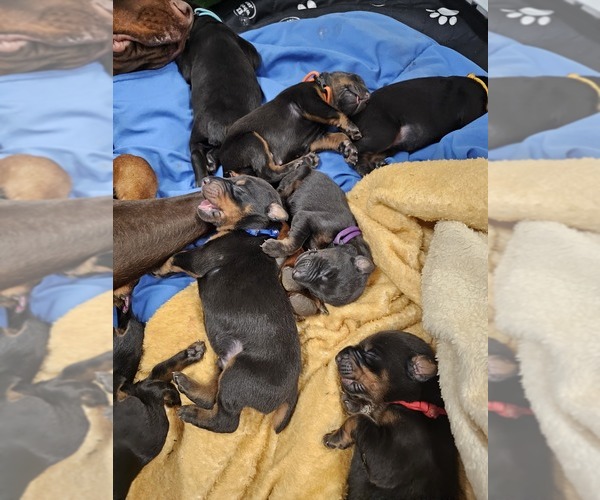 Medium Photo #6  Breeder Profile in ALLIANCE, OH, USA