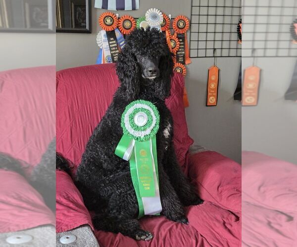 Medium Photo #5  Breeder Profile in NOTTINGHAM, MD, USA