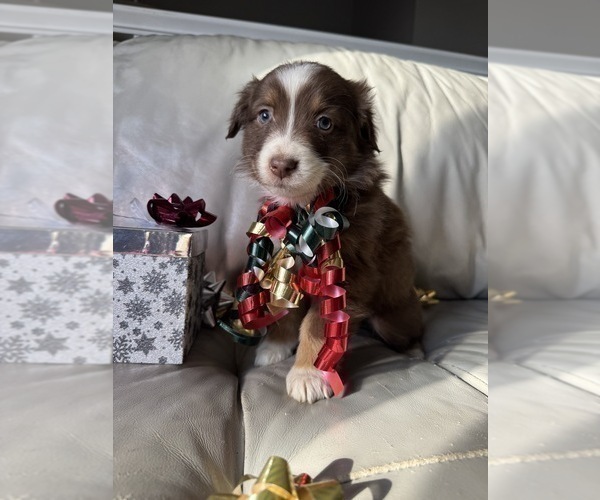 Medium Photo #31  Breeder Profile in HARRISON, OH, USA