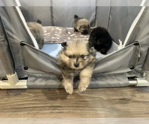 Pomeranian Dog Breeder near SPRINGFIELD, MO, USA