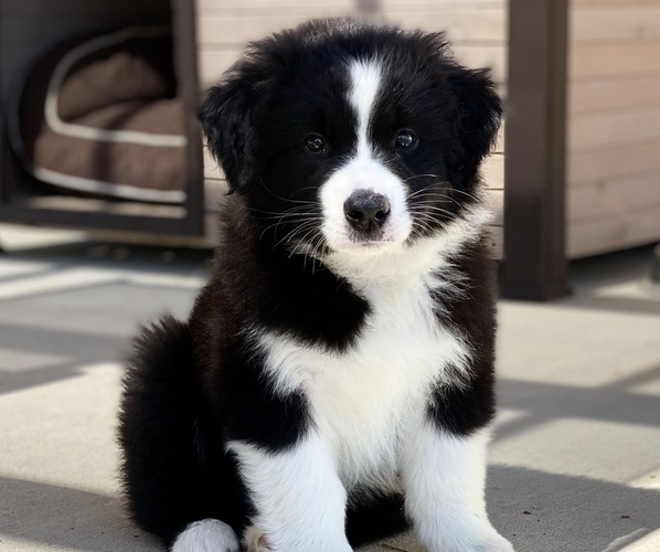 Medium Photo #1  Breeder Profile in TEHACHAPI, CA, USA