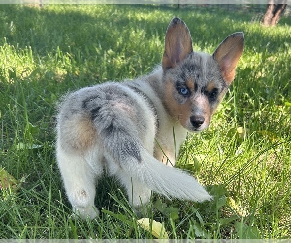 Medium Photo #2  Breeder Profile in FAIRBANK, IA, USA