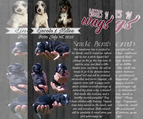 Medium Photo #2  Breeder Profile in PRAIRIE VIEW, KS, USA