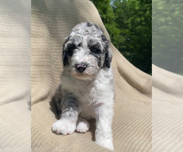 Medium Photo #16  Breeder Profile in COLUMBIA, TN, USA