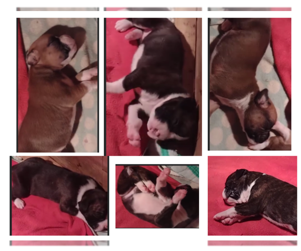 Medium Photo #2  Breeder Profile in MERCER, PA, USA