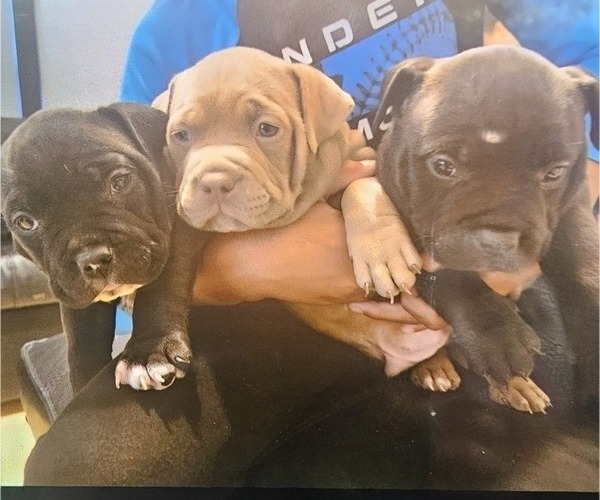 Medium Photo #1  Breeder Profile in QUARTZ HILL, CA, USA