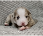 Small breeder photo