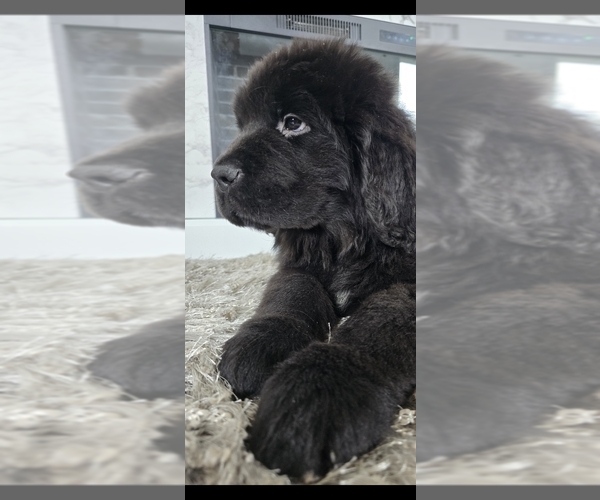 Medium Photo #59  Breeder Profile in TILTON, IL, USA