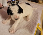 Small #18 Breeder Profile image