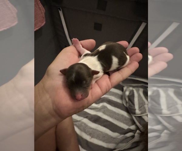 Medium Photo #2  Breeder Profile in MONROE, TN, USA