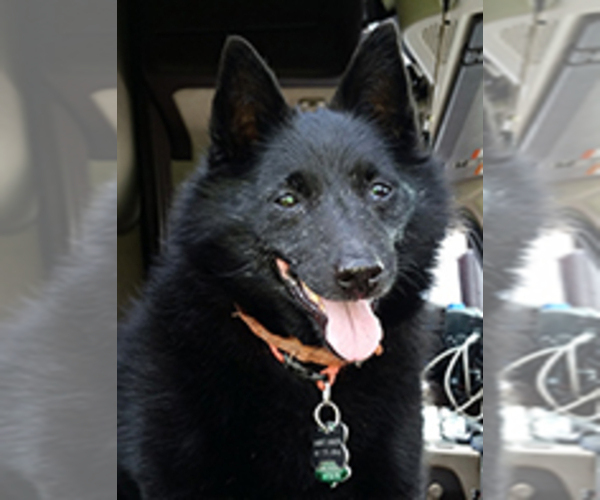 Medium Photo #1  Breeder Profile in CEDAR GAP, MO, USA
