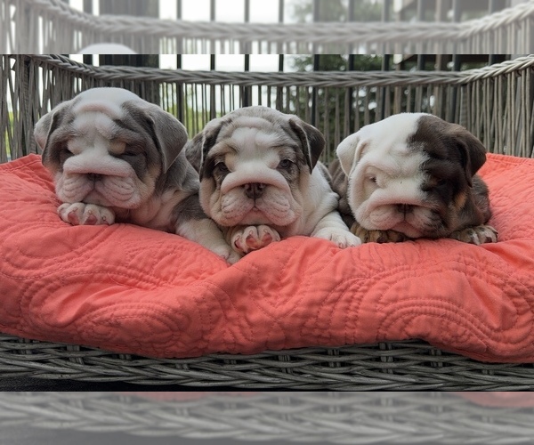 Medium Photo #1  Breeder Profile in RINGGOLD, GA, USA