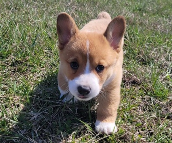 Medium Photo #12  Breeder Profile in AMERICUS, KS, USA