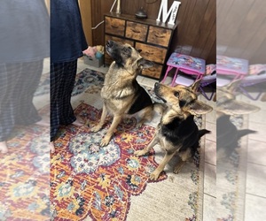 German Shepherd Dog Dog Breeder near BARTLESVILLE, OK, USA