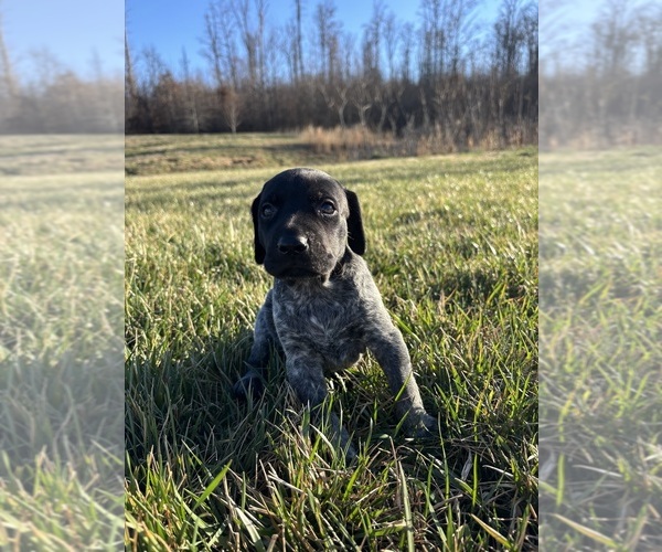 Medium Photo #6  Breeder Profile in ATHENS, TN, USA