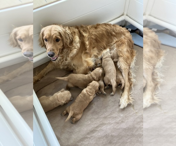 Medium Photo #20  Breeder Profile in IDAHO FALLS, ID, USA