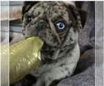 Small #12 Breeder Profile image