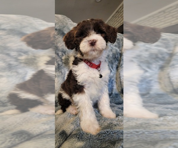 Medium Photo #3  Breeder Profile in ACCOKEEK, MD, USA