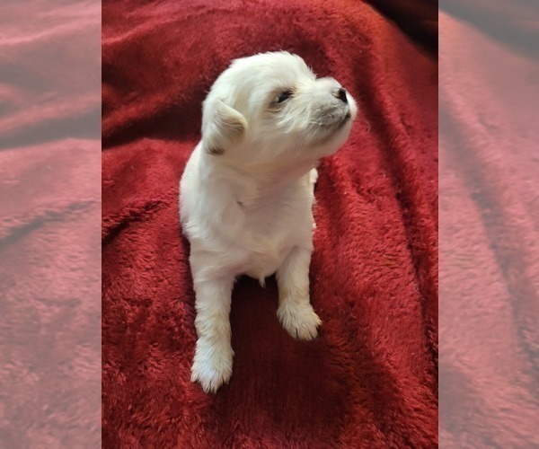 Medium Photo #65  Breeder Profile in AKRON, OH, USA