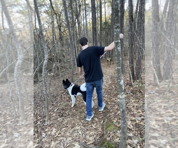 Medium Photo #62  Breeder Profile in MCDONOUGH, GA, USA