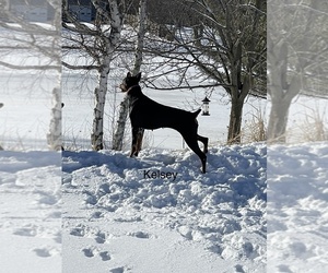 Doberman Pinscher Dog Breeder in FREMONT,  USA