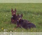 Small Photo #11  Breeder Profile in HAGERSTOWN, IN, USA