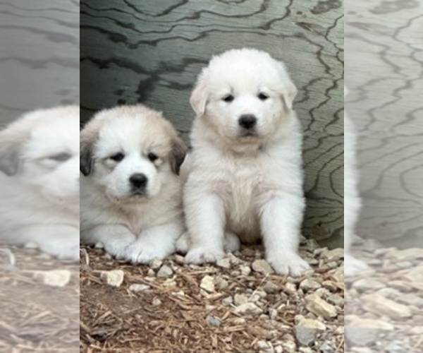 Medium Photo #1  Breeder Profile in MONROE, WI, USA