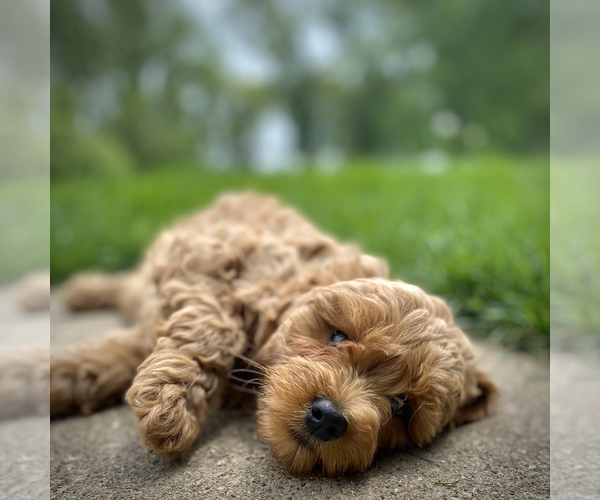 Medium Photo #6  Breeder Profile in WOODSTOCK, IL, USA