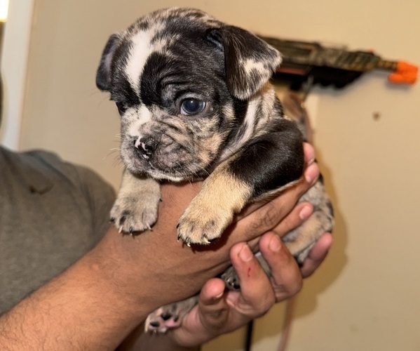 Medium Photo #1  Breeder Profile in LAKE HAVASU CITY, AZ, USA