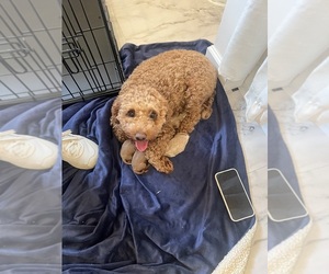 Goldendoodle (Miniature) Dog Breeder near NASHVILLE, TN, USA