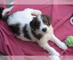 Small #11 Breeder Profile image