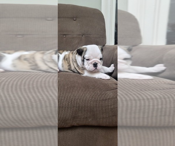 Medium Photo #1  Breeder Profile in RUSHVILLE, NY, USA