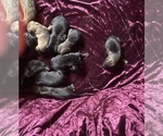 Small breeder photo
