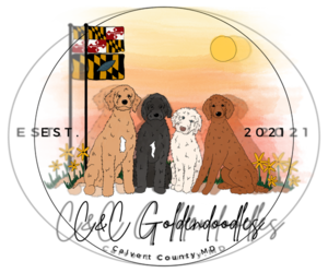 Goldendoodle Dog Breeder near LUSBY, MD, USA