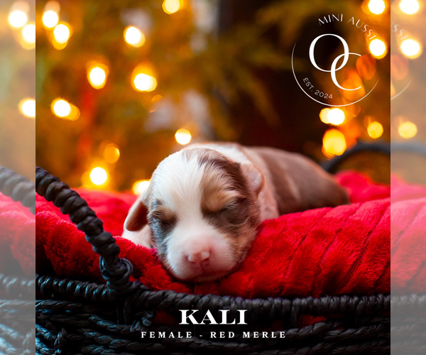 Medium Photo #2  Breeder Profile in ANAHEIM, CA, USA