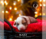 Small #1 Breeder Profile image