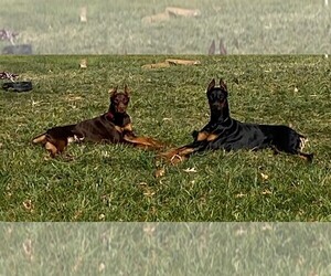 Doberman Pinscher Dog Breeder near FORT WAYNE, IN, USA
