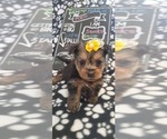 Small #253 Breeder Profile image