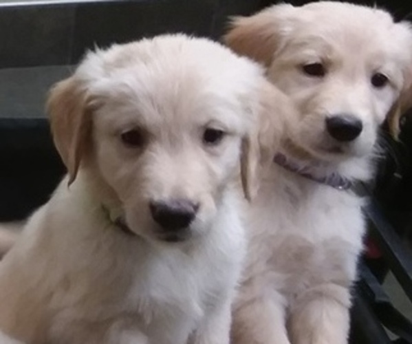 Medium Photo #10  Breeder Profile in LOOMIS, CA, USA