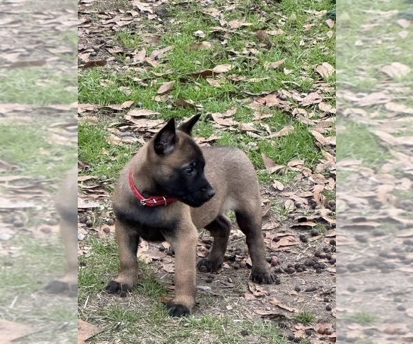 Medium Photo #18  Breeder Profile in AIKEN, SC, USA