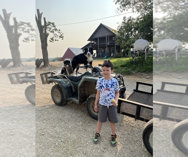 Medium Photo #1  Breeder Profile in MILLERSVILLE, MO, USA