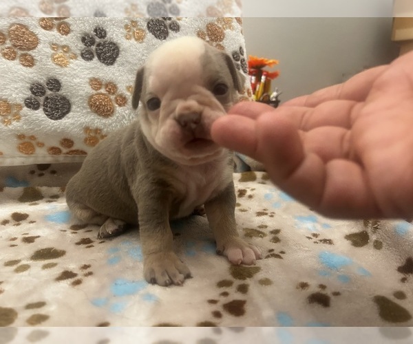 Medium Photo #3  Breeder Profile in SEARCY, AR, USA